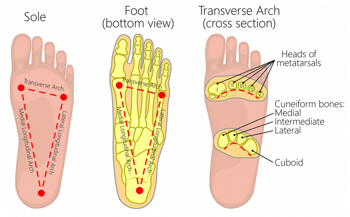 Foot Arches Anatomy Illustration of the medial, lateral, and transverse arches of the human foot